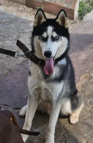 1+ year Male Purebred Siberian Husky