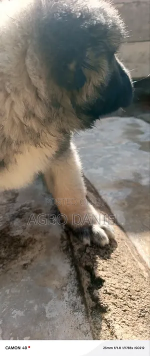 1-3 months Male Purebred Caucasian Shepherd