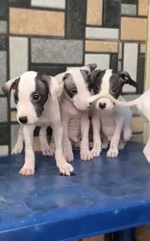 1-3 months Female Purebred American Pit Bull Terrier