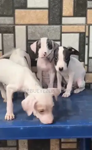 1-3 months Male Purebred American Pit Bull Terrier