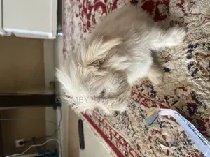 1-3 months Male Purebred Lhasa Apso