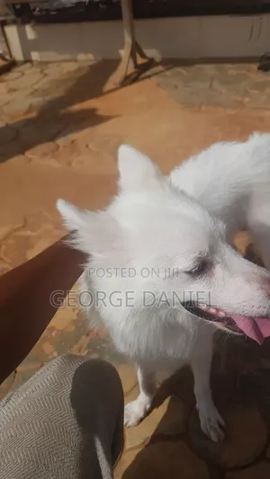 1+ year Male Purebred American Eskimo