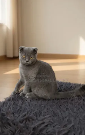 1-3 months Male Purebred Scottish Fold