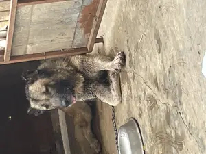 1+ year Female Purebred Caucasian Shepherd
