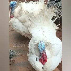 Big and Healthy Turkeys for Sale