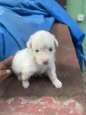 0-1 month Female Purebred American Eskimo