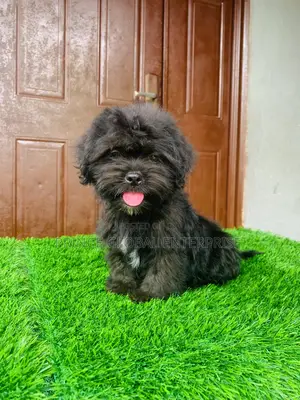 1-3 months Female Purebred Lhasa Apso