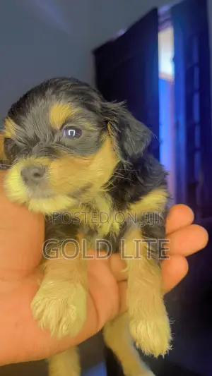 1-3 months Female Purebred Lhasa Apso