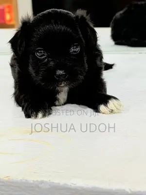 1-3 months Female Purebred Lhasa Apso