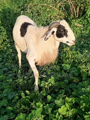 Medium Size Ram