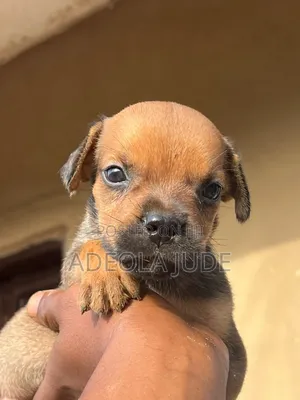 1-3 months Female Mixed Breed Boerboel