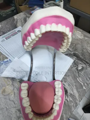 Dental Model 35,000