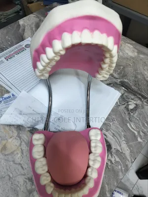 Dental Model 35,000