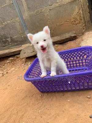 1-3 months Female Purebred American Eskimo