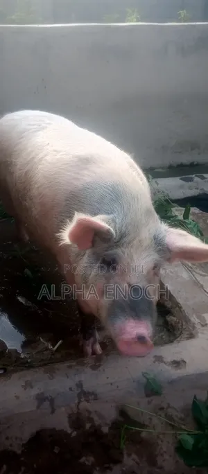 Large White And Duroc Pigs For Sale