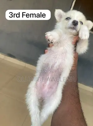 1-3 months Female Mixed Breed American Eskimo