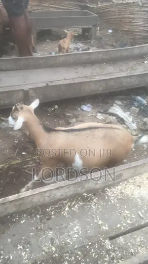 Live Goat for Sell at Lagos