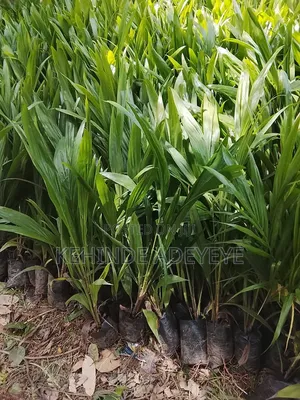 Hybrid Tenera Oilpalm Seedlings