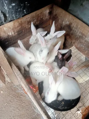 Foreign Rabbits