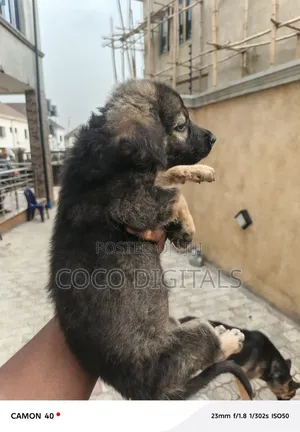 1-3 months Male Mixed Breed German Shepherd