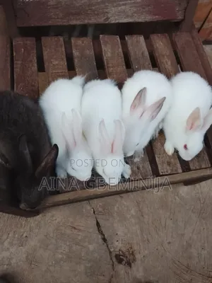 Exotic Rabbit