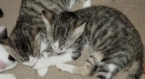 1-3 months Female Mixed Breed American Shorthair