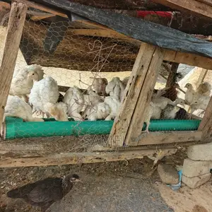 Healthy Foreign Turkey Poults