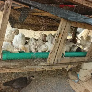 Healthy Foreign Turkey Poults
