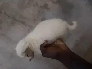 1-3 months Female Purebred American Eskimo