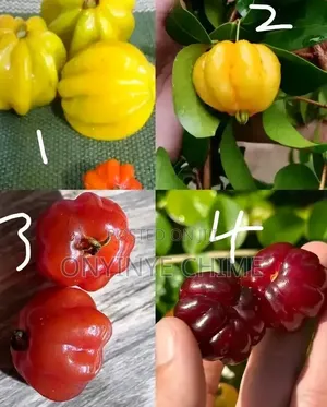 Brazilian Cherry Seedlings