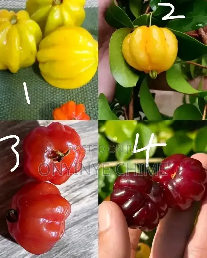 Brazilian Cherry Seedlings