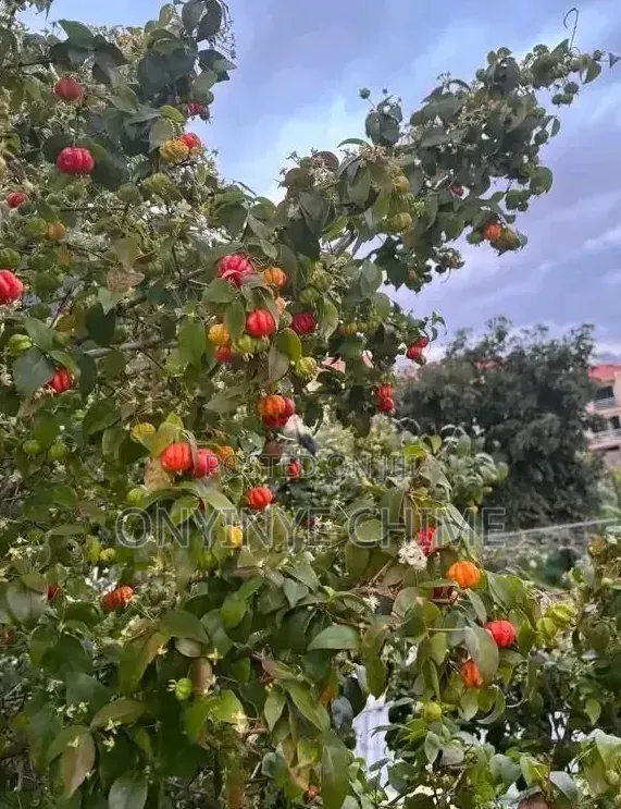 Brazilian Cherry Seedlings