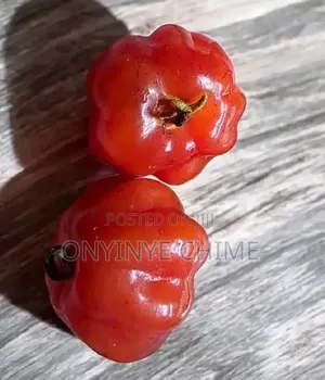 Brazilian Cherry Seedlings