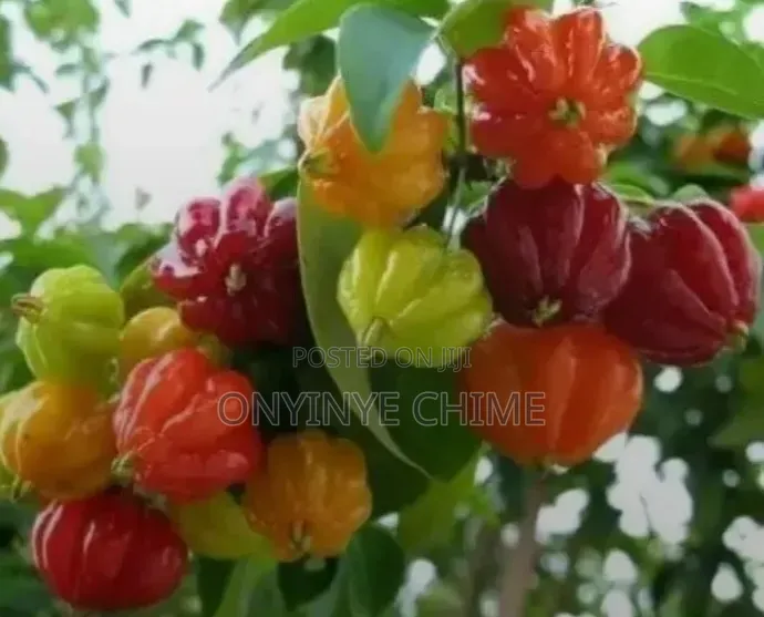 Brazilian Cherry Seedlings