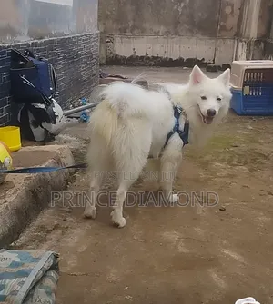 1+ year Male Purebred American Eskimo