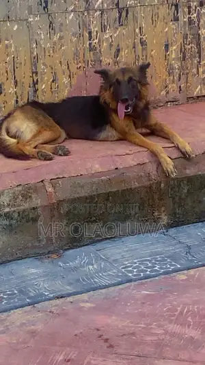 1+ year Female Purebred German Shepherd