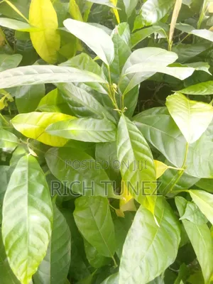 Fast-Yielding Hybrid Cocoa Seedlings for Commercial Farms
