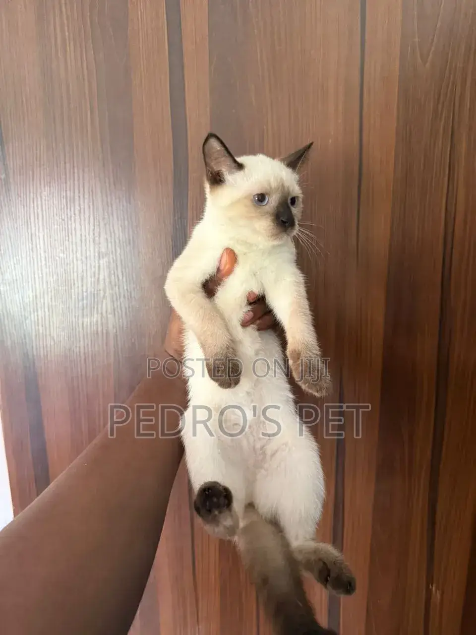 1-3 months Female Purebred Siamese