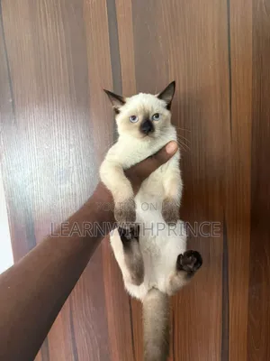1-3 months Female Purebred Siamese