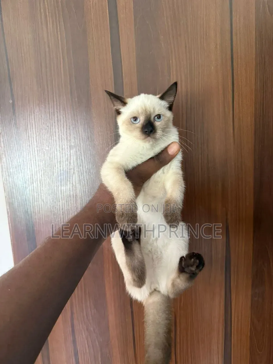 1-3 months Female Purebred Siamese