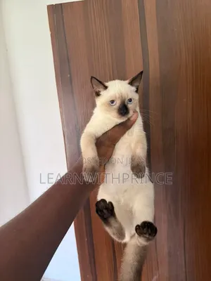 1-3 months Female Purebred Siamese