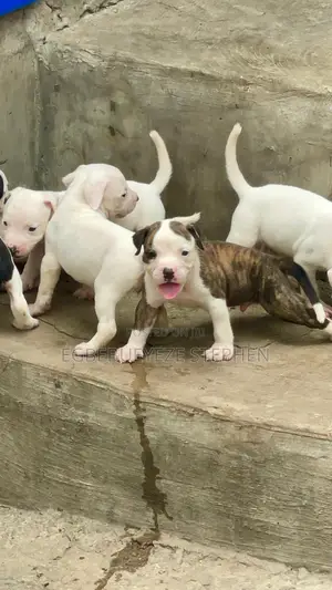 1-3 months Female Purebred American Pit Bull Terrier