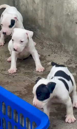 1-3 months Male Purebred American Pit Bull Terrier