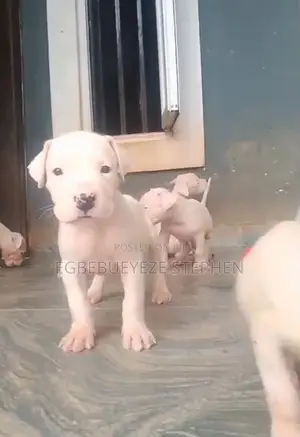 1-3 months Female Purebred Dogo Argentino
