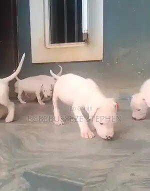 1-3 months Male Purebred Dogo Argentino
