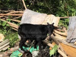 Goat for Sale