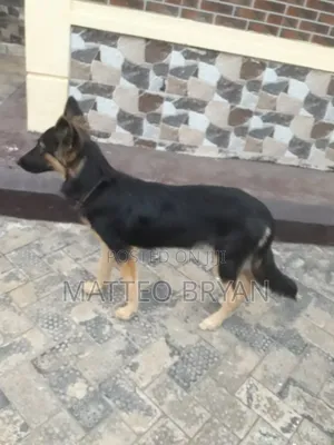 3-6 months Female Purebred German Shepherd