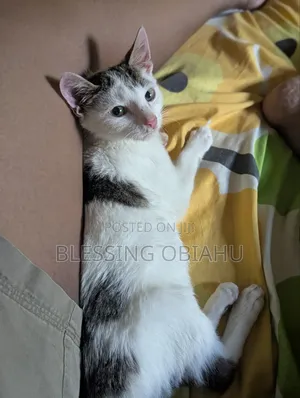 6-12 months Male Purebred American Shorthair