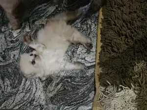 1-3 months Female Purebred Himalayan