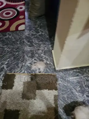 1-3 months Female Purebred Himalayan
